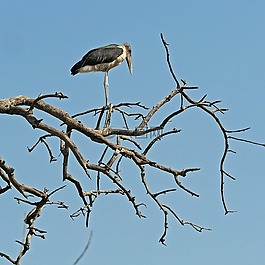 marabu,鸟,非洲