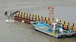 海鷗,碼頭,時(shí)間