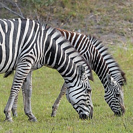 斑馬,okavanga 三角洲,野生動物園