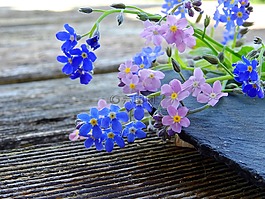 不要忘了我,鮮花,藍(lán)色