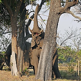 象,okavanga 三角洲,野生動物園