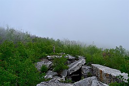霧,森林,石