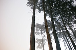 伍茲,森林,綠色