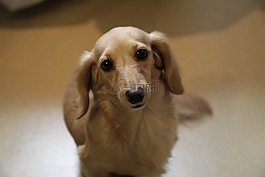 dachschund,狗,小狗