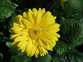 黃色,花,關(guān)閉了