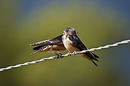 燕子,鳥,動物群