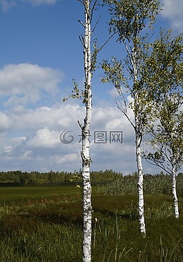 景觀,春天湖,自然保護(hù)區(qū)