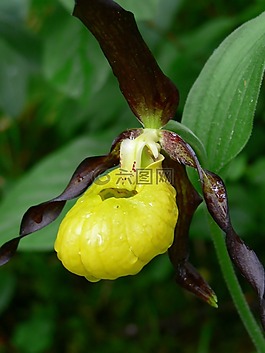 性質(zhì),廠,葉子