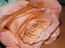 花,玫瑰,性質