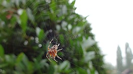 數(shù)值調(diào)節(jié)鈕,web,花園蜘蛛