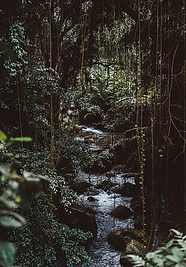 自然,伍茲,森林