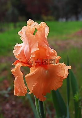 鸢尾花,橙色,桃