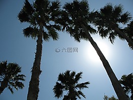 棕榈,树,加利福尼亚州