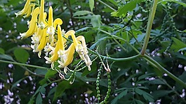 鮮花,黃色花,野花