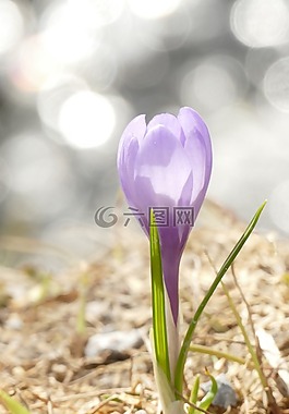 性質,廠,花