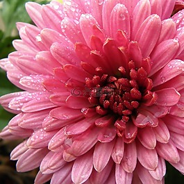 花,菊花,花園