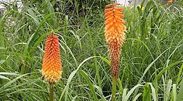 植物,鮮花,trytoma