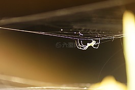 昆蟲,動(dòng)物,鳥