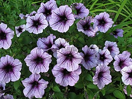 矮牵牛,花,紫色
