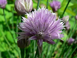 花,花園,紫