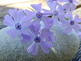 花,開花,性質(zhì)