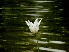 花,水,關(guān)閉