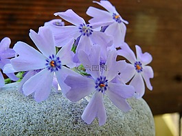 花,開花,性質