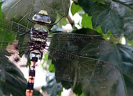 蜻蜓,常見 clubtail,ictinogomphus rapax