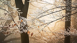 雪,冬天,白