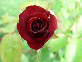 玫瑰,紅色,花園