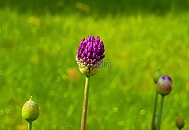 花,草,草地