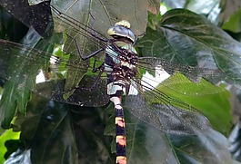蜻蜓,常見 clubtail,ictinogomphus rapax