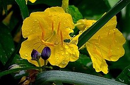 花,黃色,花瓣