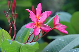 姜黃色百合花,素馨花,粉紅色的花