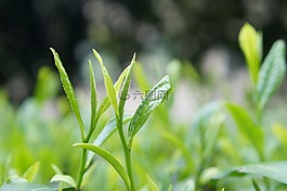 茶葉,茶芽,茶園
