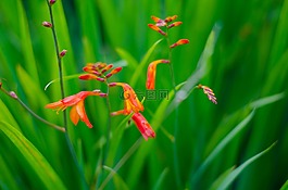 工廠,草,花