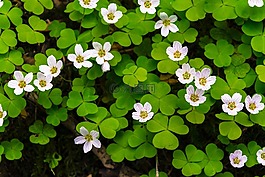 花卉,鲜花,布卢姆