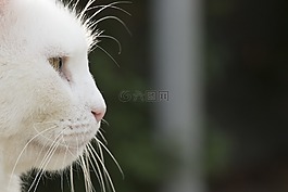 貓,白,寵物