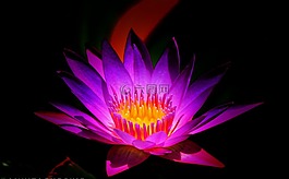花,植物區(qū)系,自然