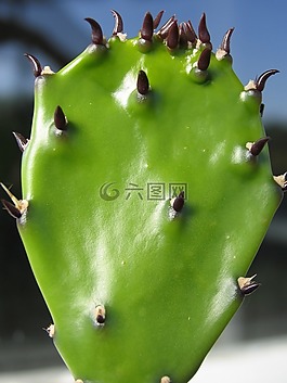 綠色,新鮮,陽光
