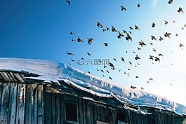 鳥(niǎo),鳥(niǎo)嘴,羽毛