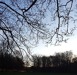 樹,天空,公園