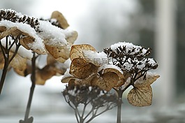 繡球花,冬天,凍結(jié)