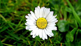 花,雛菊,自然
