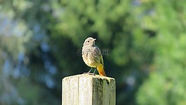 鳥,樁,動(dòng)物