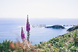 鮮花,植物,海洋