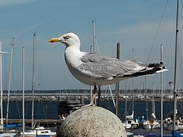 海鷗,鳥,海事
