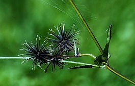 自然,植物區(qū)系,葉