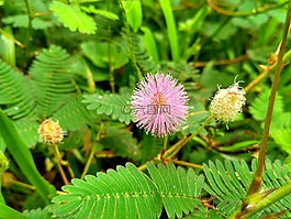 花,植物,綠色