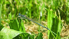蜻蜓,草地,動物